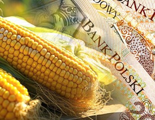 ARiMR przyjmuje wnioski od poszkodowanych producentów kukurydzy do 29.02.2024
