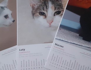 Kup Kalendarz - pomożesz kotom